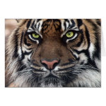 Tigre Felicitacion
