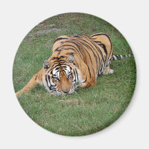 Tigre Friends-001 Iman