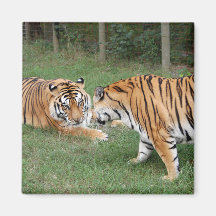 Tigre Friends-003 Imanes De Nevera