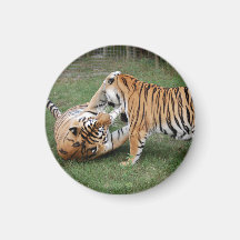 Tigre Friends-005 Iman Para Frigorífico