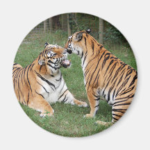 Tigre Friends-007 Imán Para Frigorífico