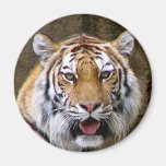 Tigre Iman De Frigorífico