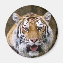 Tigre Iman De Frigorífico
