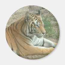 Tigre Imán De Frigorifico