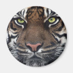 Tigre Imán De Frigorífico