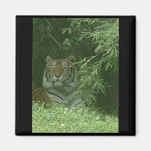 Tigre Imán Para Frigorífico
