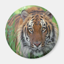 Tigre Imán Para Frigorifico