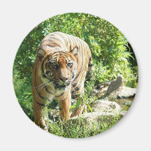 Tigre Imanes Para Frigoríficos