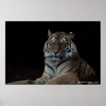 Tigre Impresiones