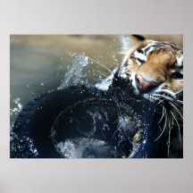 Tigre juguetón poster