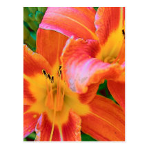 Tigre Lillies Postal