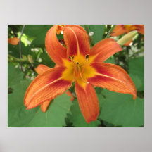Tigre Lilly Posters