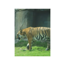 Tigre Lienzo Envuelto Para Galerias