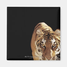 Tigre (Panthera el Tigris) Imán Para Frigorífico