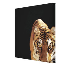 Tigre (Panthera el Tigris) Lona Estirada Galerías