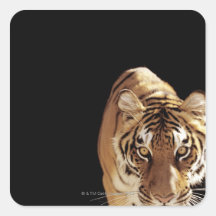 Tigre (Panthera el Tigris) Calcomania Cuadradas Personalizadas