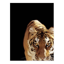 Tigre (Panthera el Tigris) Postal