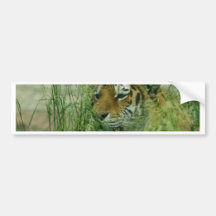 tigre pegatina de parachoque