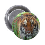 Tigre Pins