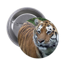 Tigre Pins