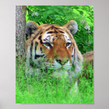 Tigre Posters