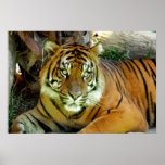 Tigre que parece bonito posters