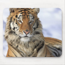 Tigre siberiano, altaica del Tigris del Panthera,  Alfombrilla De Ratones
