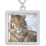 Tigre siberiano, altaica del Tigris del Panthera,  Pendiente
