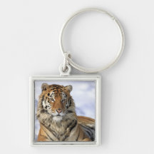 Tigre siberiano, altaica del Tigris del Panthera,  Llavero