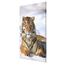 Tigre siberiano, altaica del Tigris del Panthera,  Lona Estirada Galerias