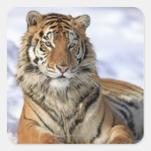 Tigre siberiano, altaica del Tigris del Panthera,  Pegatina Cuadradas Personalizada