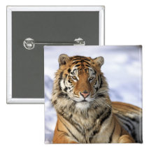 Tigre siberiano, altaica del Tigris del Panthera,  Pin