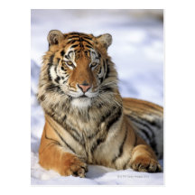 Tigre siberiano, altaica del Tigris del Panthera,  Postal