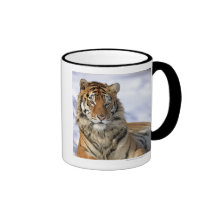 Tigre siberiano, altaica del Tigris del Panthera,  Tazas De Café