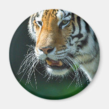 Tigre siberiano (de Amur) Imán Para Frigorifico