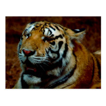 Tigre siberiano de la postal