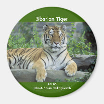 Tigre siberiano iman para frigorífico