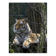 Tigre siberiano tarjetas postales