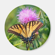 Tigre Swallowtail Imanes