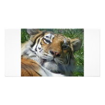 Tigre Tarjetas Fotograficas