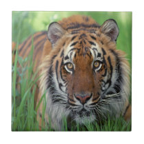 Tigre azulejos