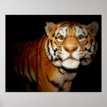 Tigre, tigre en la noche II Poster