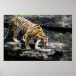Tigre - tigre que reduce proporcionalmente el acan posters