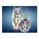 Tigres blancos - postal