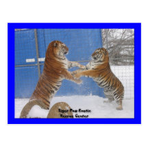 Tigres en la nieve tarjetas postales
