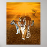 Tigres Poster