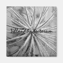 Tillandsia tectorum 冷蔵庫マグネット