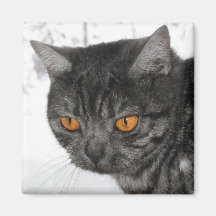 Tinka - imán del gato