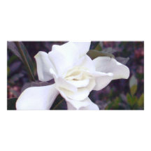 Tintes del Gardenia Tarjeta Fotográfica