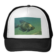 Tipo de pez negro gorras